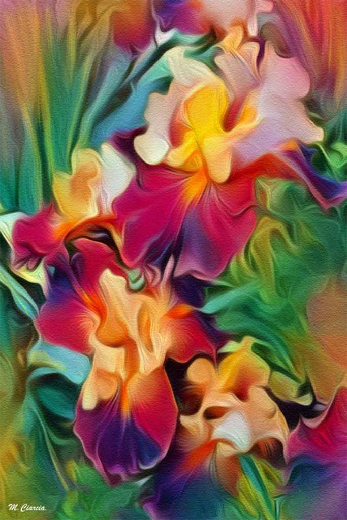 Iris in fiore